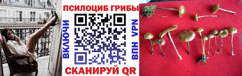 хочу   Лесозаводск  Галлюциногенные грибы Psilocybe 